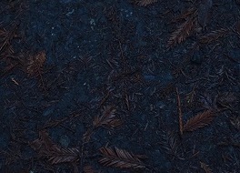 From Your Ritual to the Earth’s Renewal