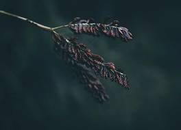 Cultivating Wellness Awareness