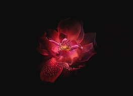 Restoring Nature’s Harmony